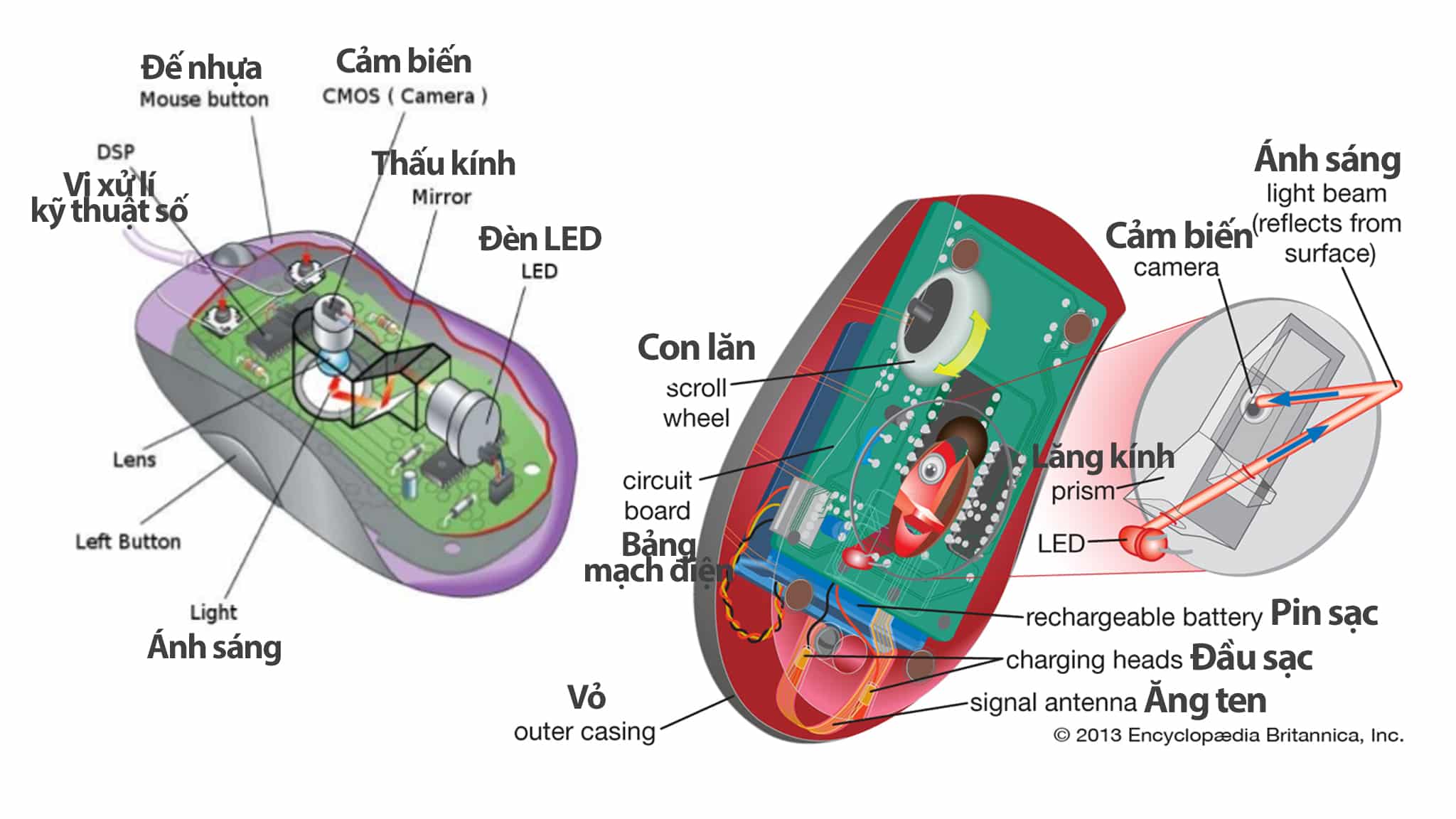 Cấu tạo của chuột quang